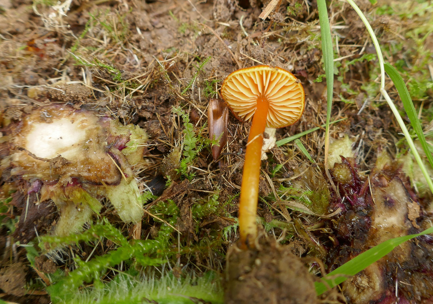 Photo by Jackie Ewan Hygrocybe glutinipes by Jackie Ewan